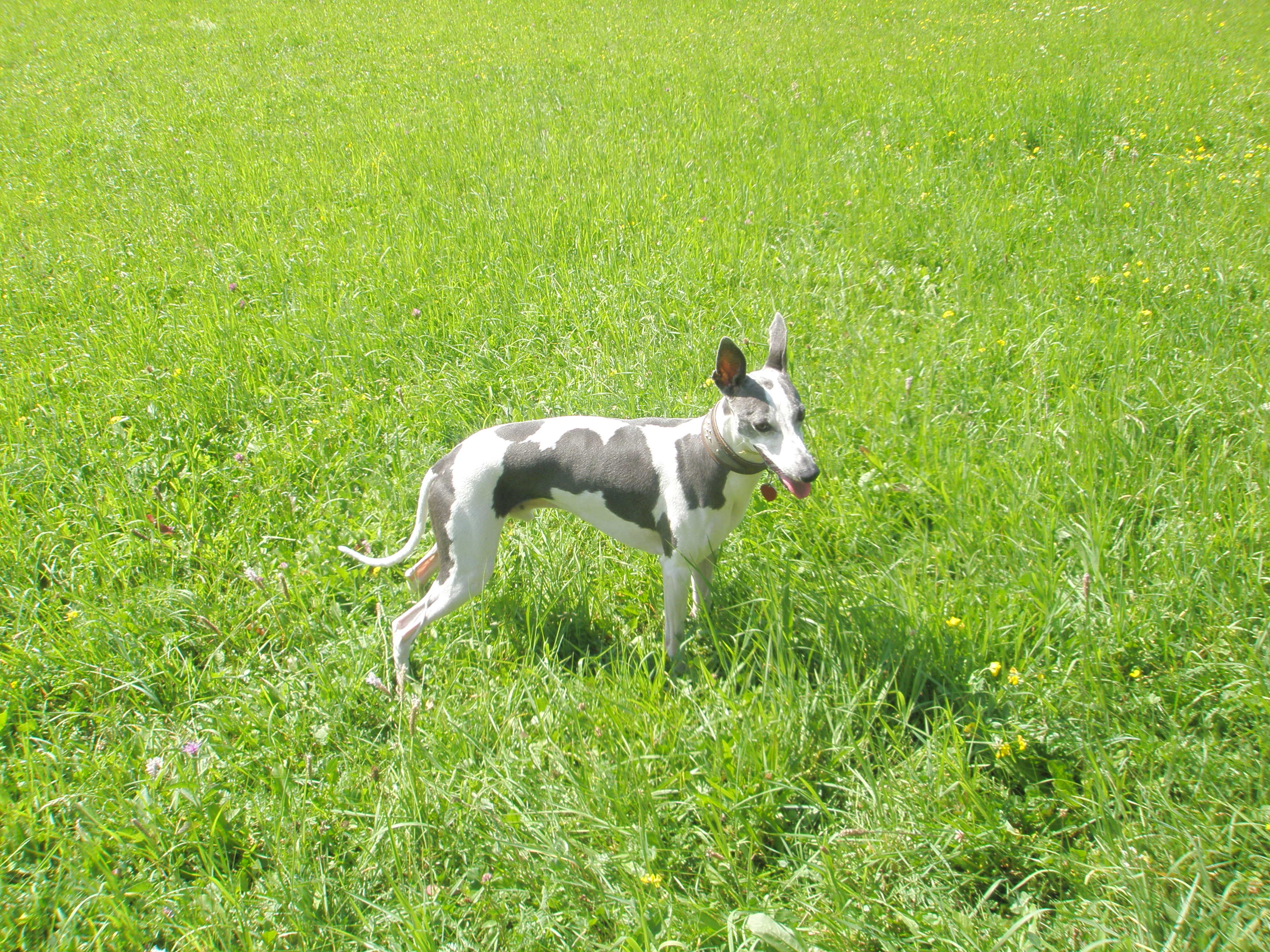 Lúčky 2008 066.jpg