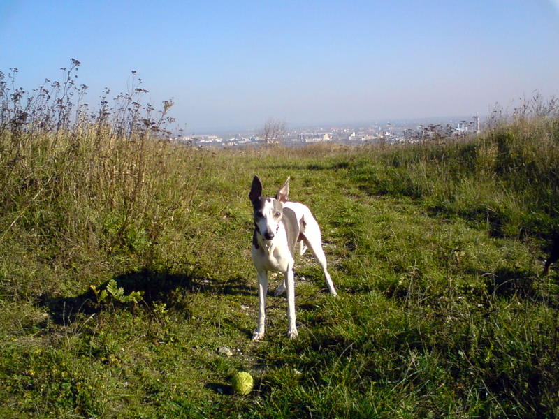 Vinohrady 044.jpg